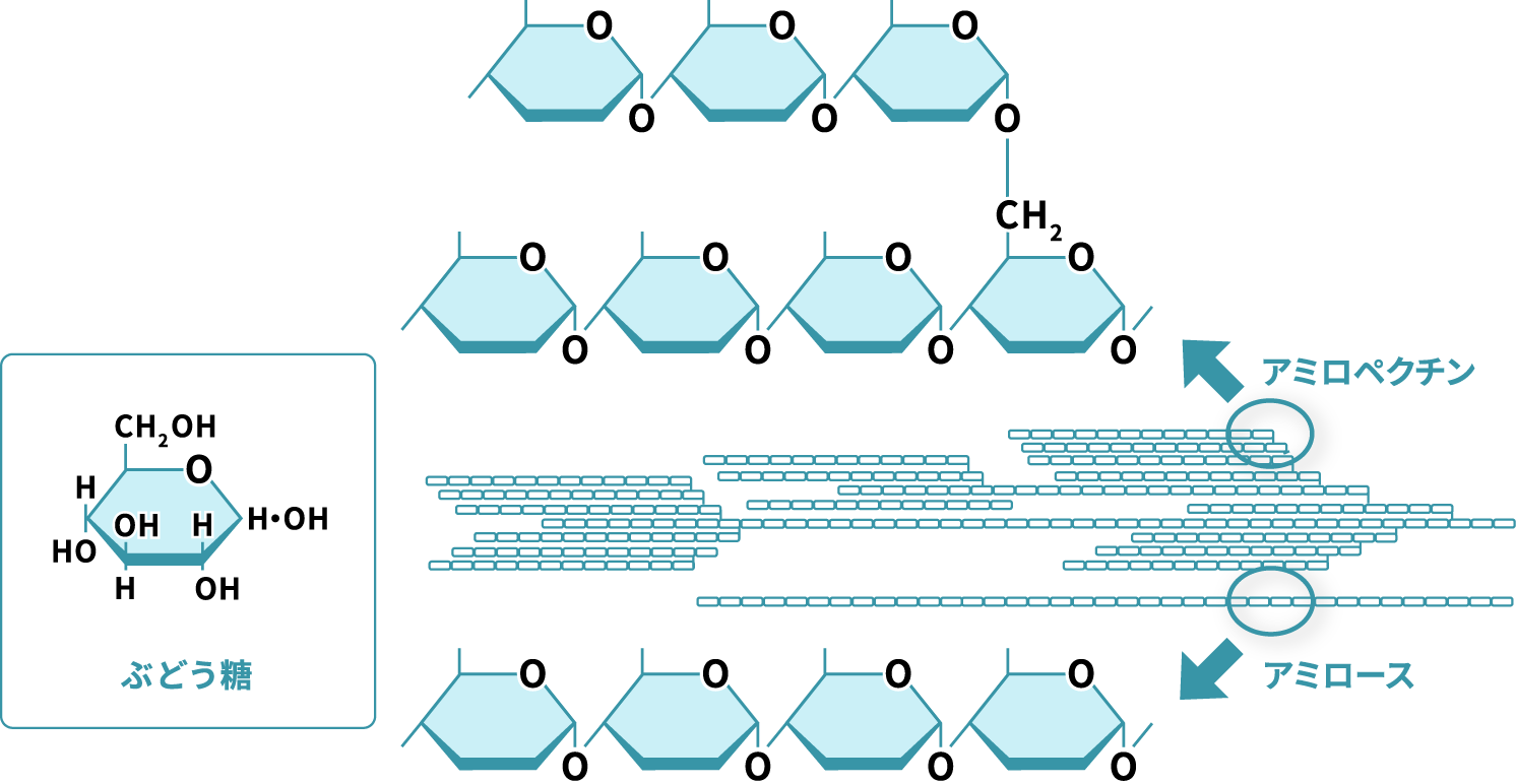 分子の立体構造